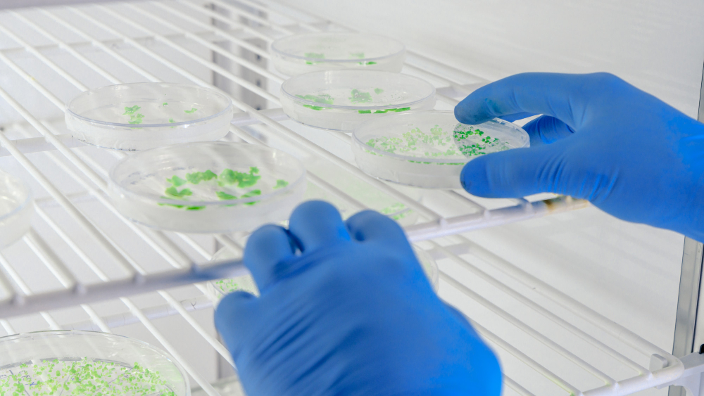 laboratory worker examining substance petri dishes while conducting coronavirus research 1